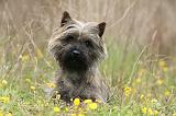 CAIRN TERRIER 638